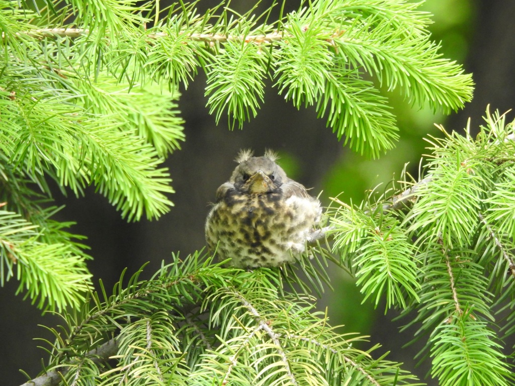 Слеток дрозда